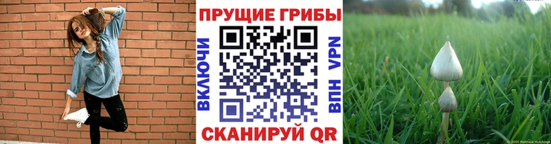 Псилоцибиновые грибы Psilocybine cubensis  Лакинск 